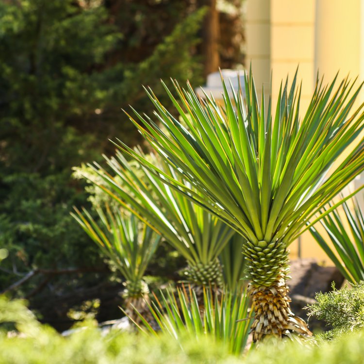 Juka obrovská (Yucca carnerosana) - výška 80-100 cm, kont. C20L